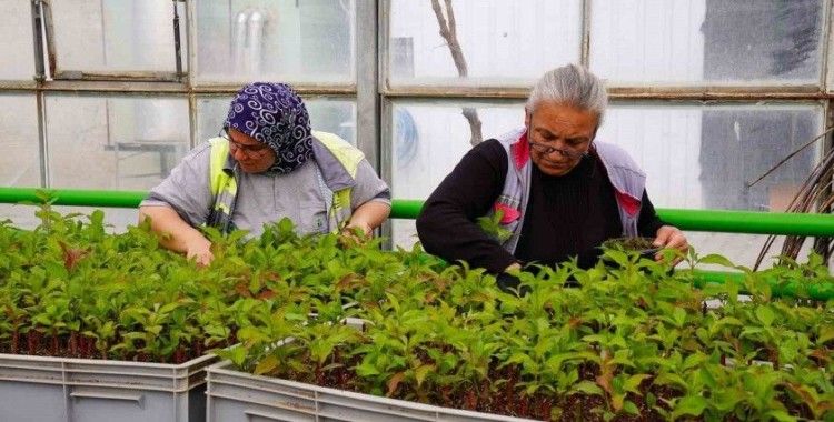 Rengarenk Tepebaşı için çiçeklerin üretimi sürüyor