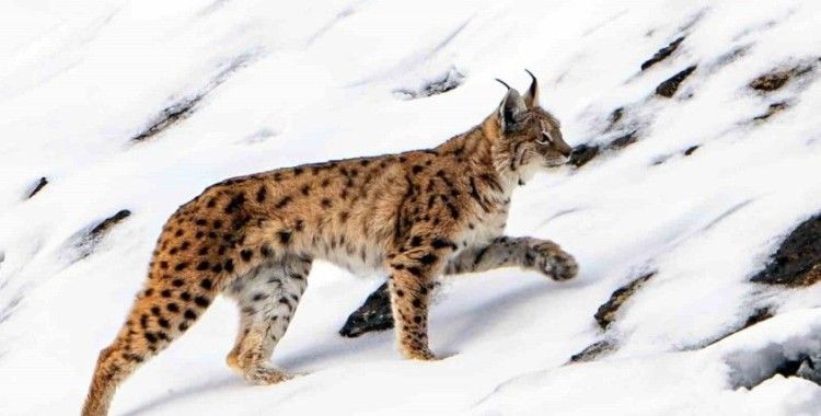 Vaşak köye inip, yiyecek aradı
