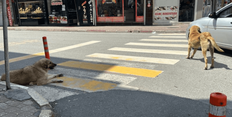 İstanbul Valiliği sahipsiz hayvanlar için belediyelere yazı gönderdi