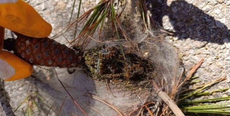 Bozcaada’da orman canlılarıyla mücadele devam ediyor
