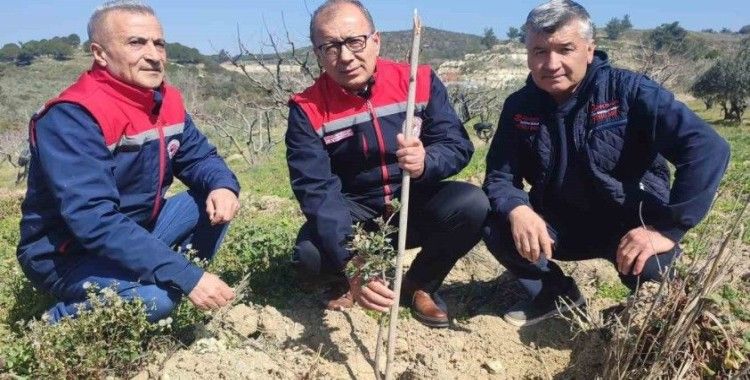 Kuşadası ve Didim’de 540 adet sakız fidanları toprakla buluştu
