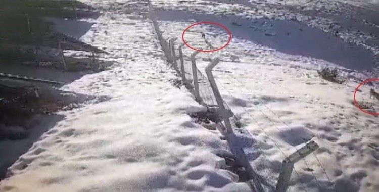 Bayburt’ta şehir merkezine ve köy yerleşim alanına inen aç kurtlar güvenlik kamerasına yansıdı
