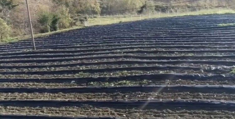İngiltere’den döndü, devlet desteğiyle lavanta bahçesi kurdu
