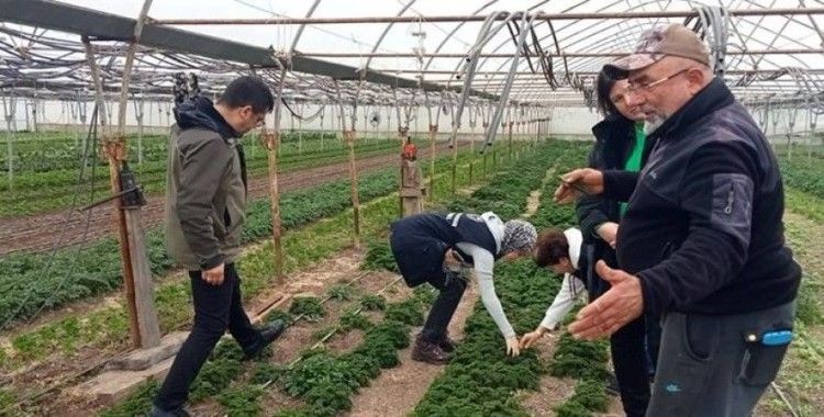 Pyrrolizidine Alkoloid İçeren Yabancı Otlarla Mücadele Çalışmalarına Başlandı
