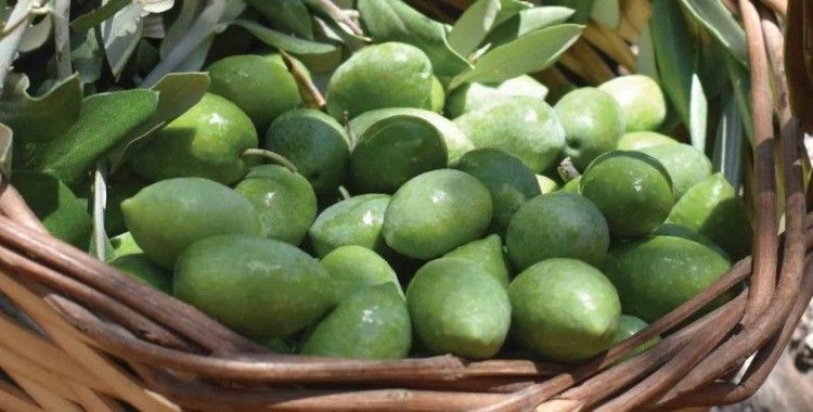 Aydın Memecik Zeytini Avrupa Birliği’nde tescillendi
