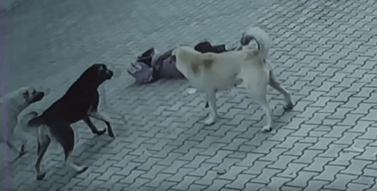 Okul yolunda başıboş köpeklerin saldırısına uğradı