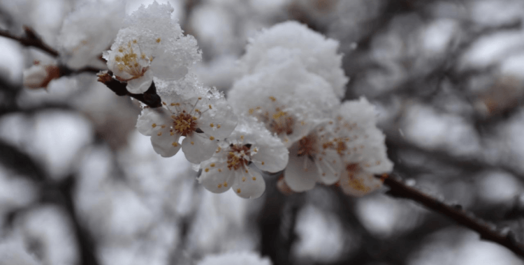 Meteoroloji'den zirai don uyarısı
