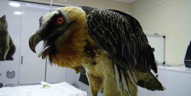 Artvin’de sakallı akbaba yaralı ve bitkin halde bulundu
