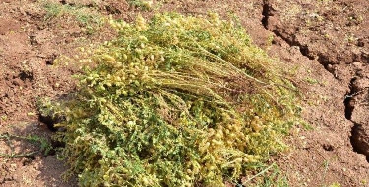 Denizli’de boş veya nadasa bırakılan araziler üretime kazandırılacak
