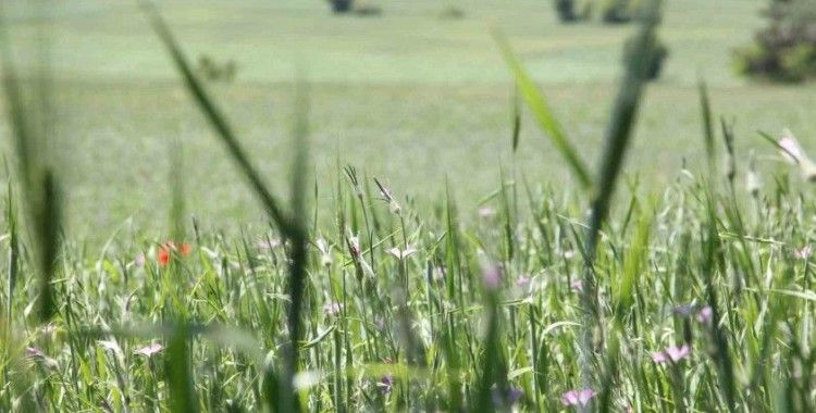 Çiftçilere "ÇKS ürün güncellemesi" hatırlatması
