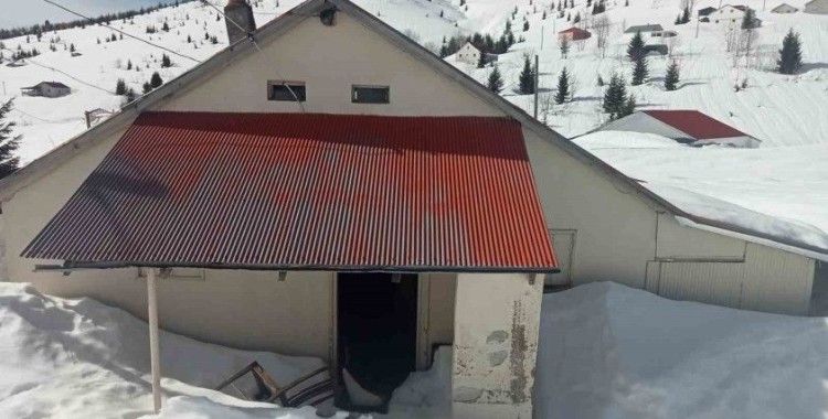 Sis Dağı Yaylası’nda çığ faciası sonrası bu kez de ayı faciası yaşanıyor
