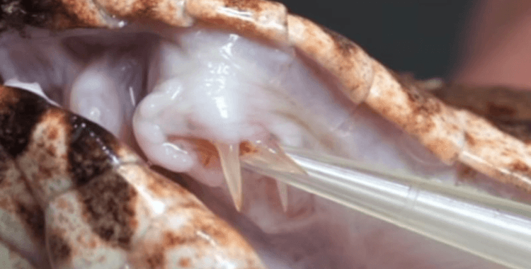 Üç dişli 'mutant yılan' bulundu: En tehlike sürüngenlerden biri