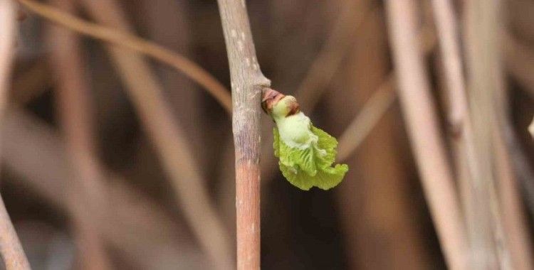 Baharın müjdecisi ‘Söğüt ağaçları’ yeşermeye başladı
