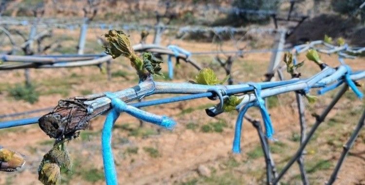 Manisa’da zirai don tehlikesi devam ediyor
