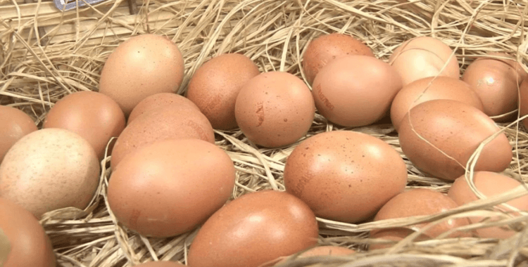 ABD Tarım Bakanı Rollins: Türkiye'den yumurta almayı planlıyoruz