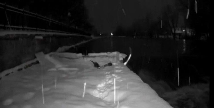 Bayburt’ta nesli tükenmekte olan su samurları görüldü
