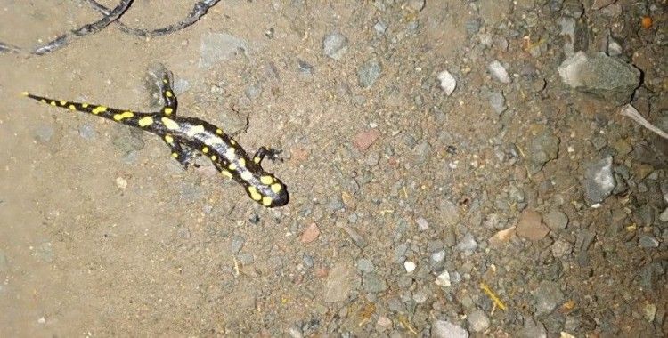 Adıyaman’da sarı benekli semender görüntülendi
