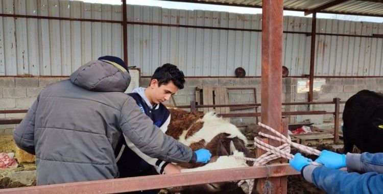 Büyükbaş hayvanlara yönelik şap ve sığır brusellozu aşılamaları başladı
