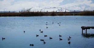 Ekşisu Sazlığı birçok kuş türüne ev sahipliği yapıyor
