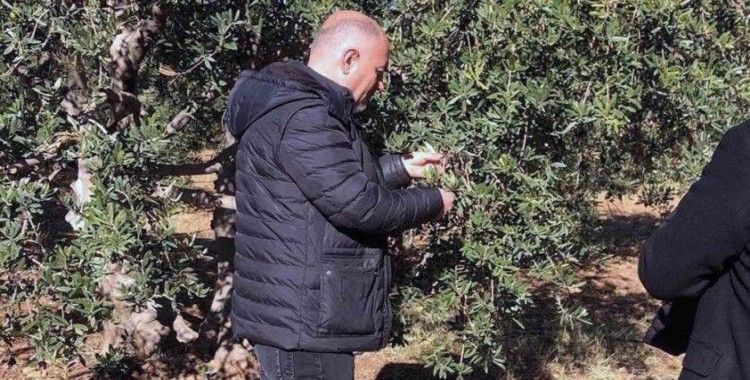 Derik’te zeytin dalı kanseri ile mücadele için eğitim ve ilaç desteği başlatıldı
