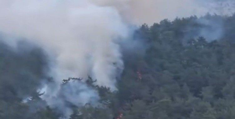 Milas’ta orman yangını
