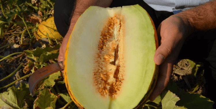 Kırkağaç Kavunu AB'den Coğrafi İşaret Tescili aldı