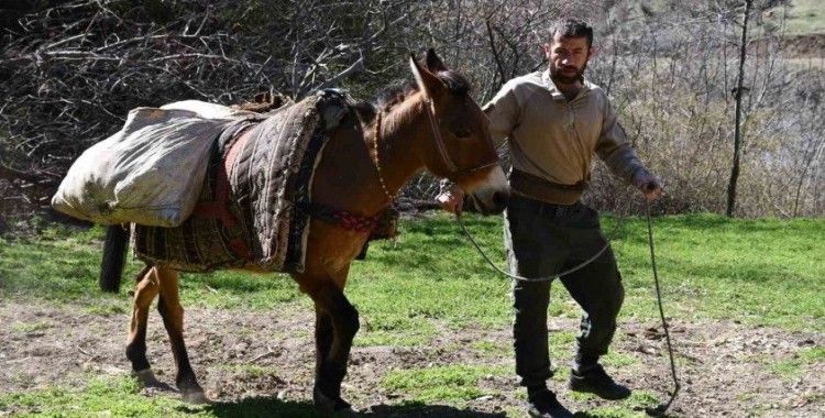 At sırtında tarlalara organik gübre taşıyorlar

