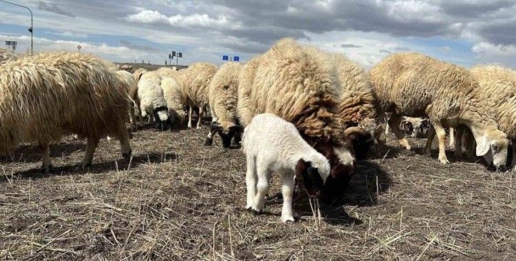 Arpaçay’da koyunlar ve kuzular meraya çıktı
