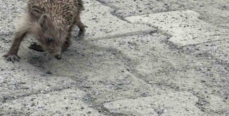 Saatlerce kendi ekseninde dönen kirpiye ekiplerden müdahale
