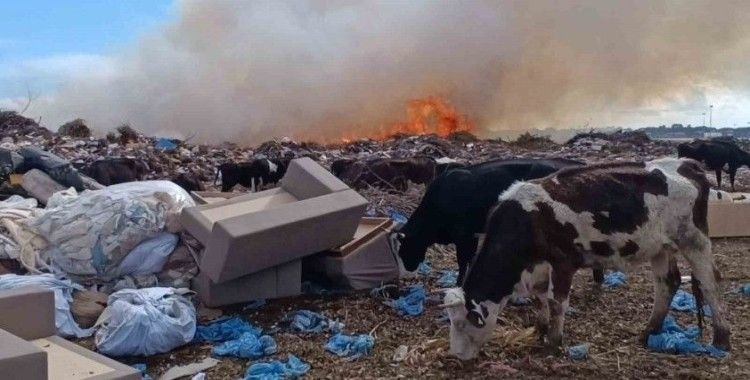 Alevlere aldırmayan inekler otlamaya, çoban ise yangını izlemeye devam etti
