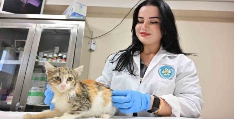 Minik Patiler Kliniği’nde kısırlaştırılan kedi sayısı 3 bini geçti
