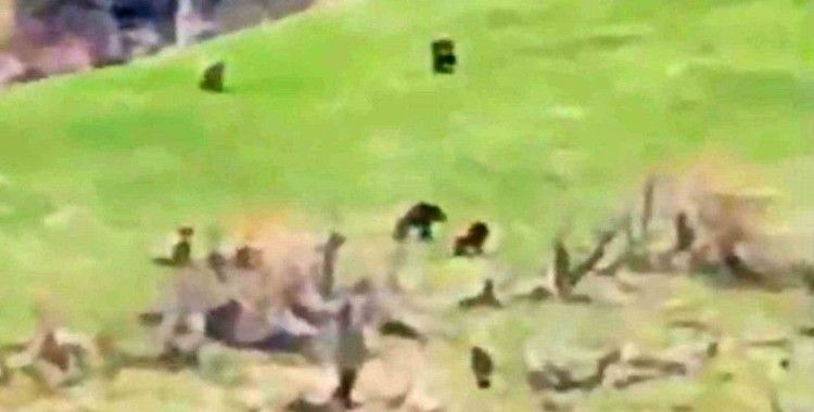 Böylesi ilk kez görüntülendi: Kış uykusundan uyanan 8 bozayı bir arada
