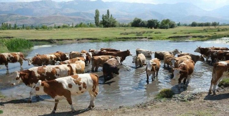 60 bin TL maaşla çoban bulamayınca çözümü nöbetleşmekte buldular
