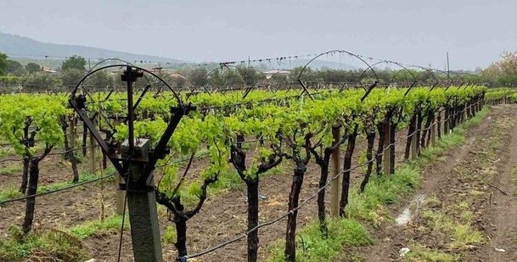 Nisan yağmurları çiftçiyi sevindirdi
