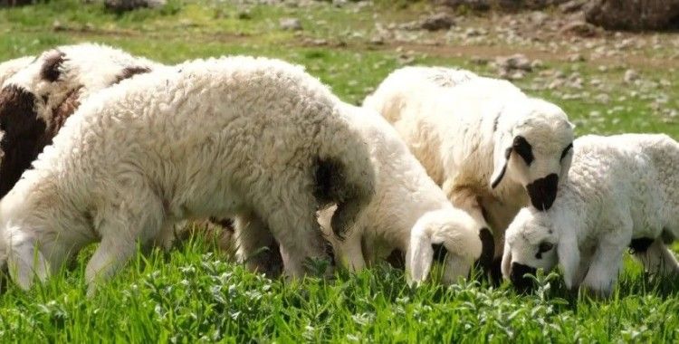 Erzincan’da ilkbaharın gelmesiyle yeşeren meralar oğlak ve kuzuların sesleriyle şenlendi
