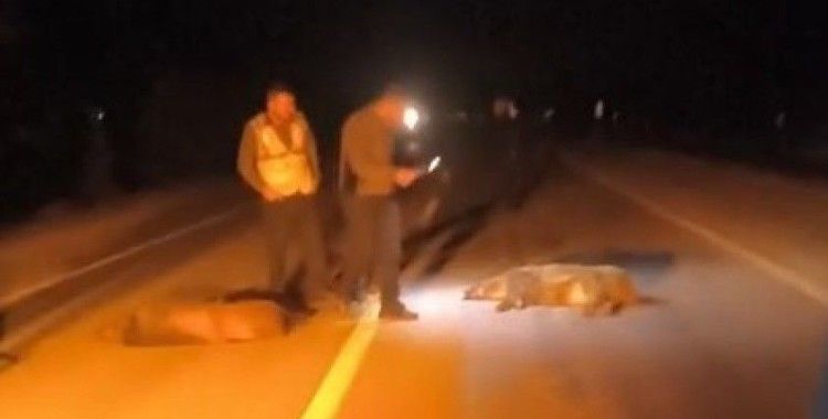 Çankırı’da aynı fabrikaya ait ikinci otobüs kazası: Bu kez domuz sürüsüne çarptı
