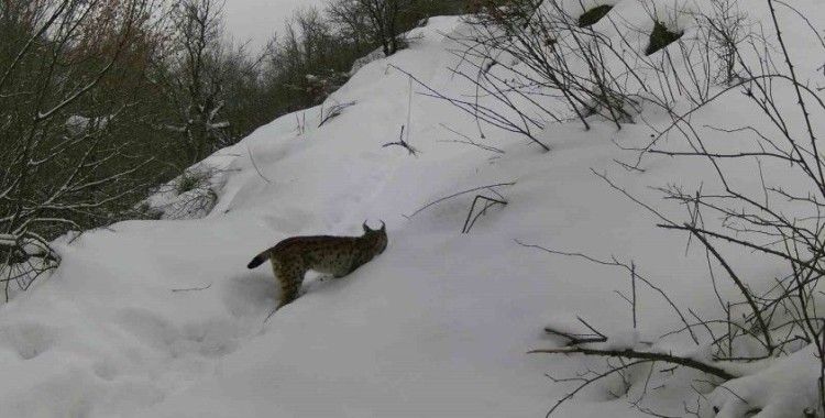 Erzincan’da yaban hayatı fotokapanla görüntülendi
