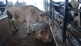 Doğal ve sağlıklı yaşam kıymetlendi, aileler inek edinmeye başladı
