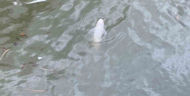 Porsuk Çayı’nda ölen balıklar su yüzeyine vurdu
