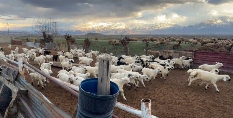 Erzincan’da kuzular anneleriyle buluştu
