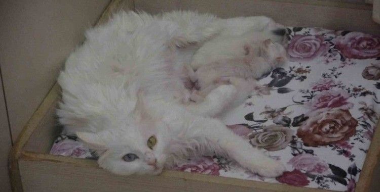 2025 yılının ilk Van kedileri dünyaya geldi
