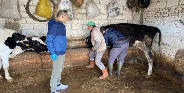 Aydın’da hayvan sağlığı çalışmaları sürüyor
