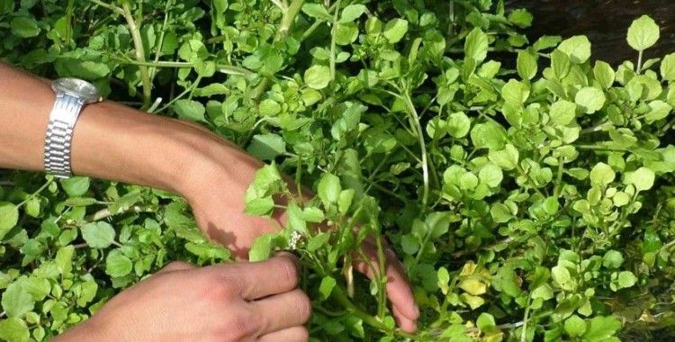 Ahlat’ta bahar sofraların vazgeçilmezi: Godumluk
