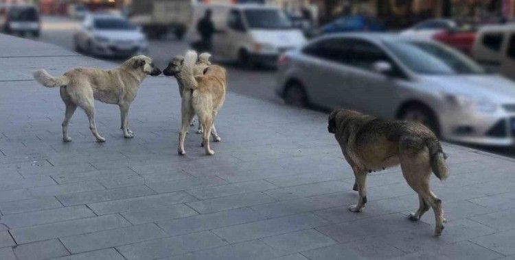 Tercan’da vatandaşlar başıboş köpeklerden muzdarip
