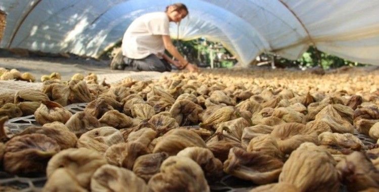 İklim değişikliği Aydın incirini olumsuz etkiledi
