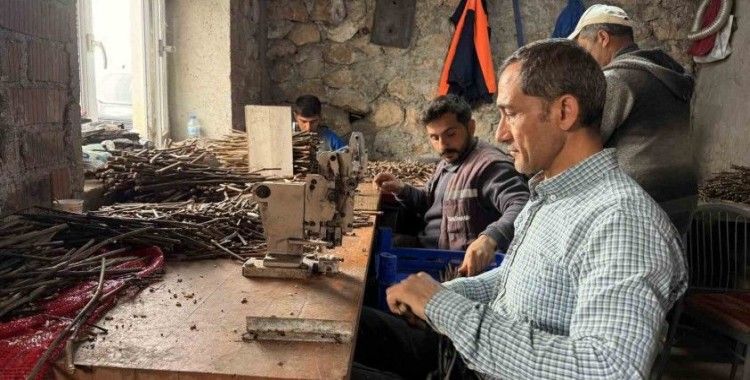 Tokat’ta üretilen narenciye üzümü fideleri 35 ile gönderiliyor
