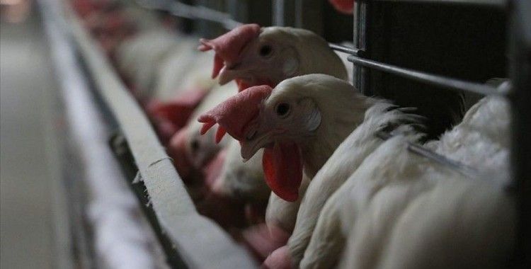 Market ve kasaplardan toplatılıyor: Dev tavuk firmasının ürünlerinde zararlı bakteri tespit edildi