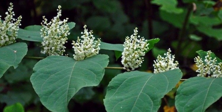 Rusya'da evlerin temelini tahrip eden Avrupa menşeili bir yabani ot bulundu