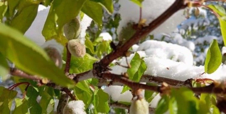 Malatya’da kayısıyı zirai don vurdu
