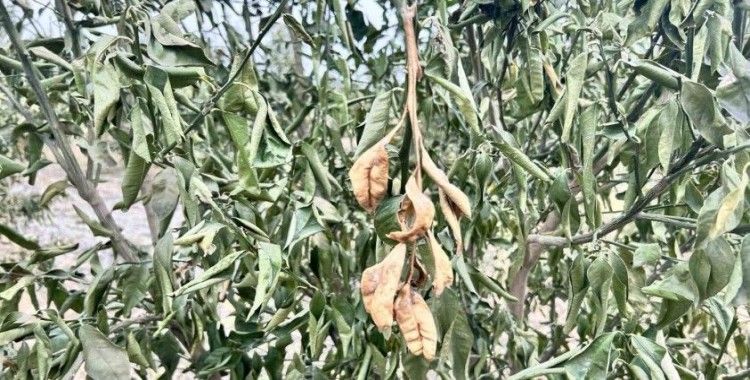 Denizli’ye zirai don uyarısı
